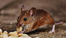 24 Hour & Emergency Exterminators in Whites City, NM